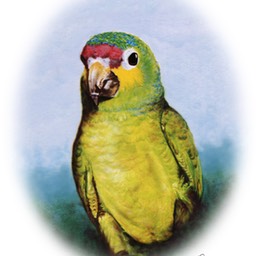 amazon parrot