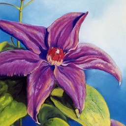 clematis