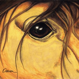 Horse Eye