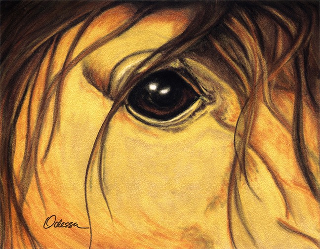 Horse Eye