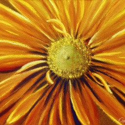 orange gerbera