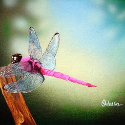 pink_dragonfly