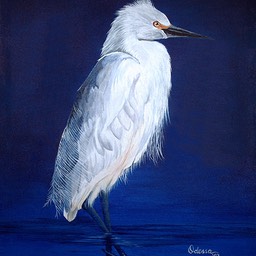 white_heron