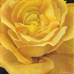 Yellow Rose