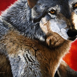 This is My Space. A wolf portrait with a red background.